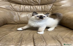 Ragdoll cats for sale: Beautiful Seal Ragdoll Kittens! 2 boys + 1 girl - Image 6