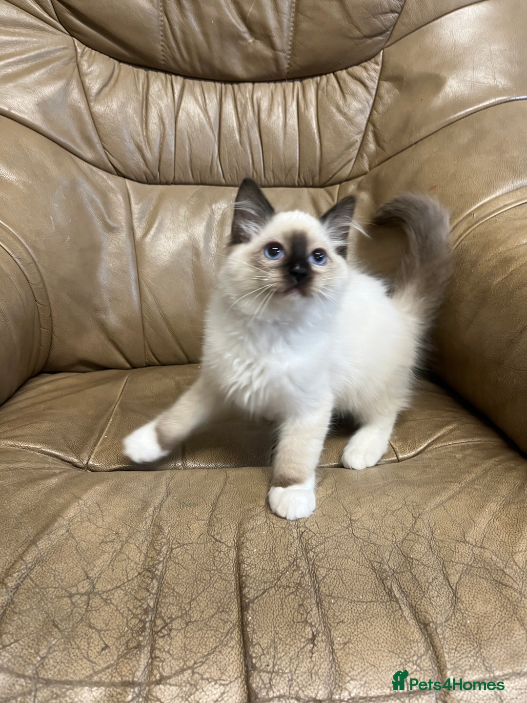 Ragdoll cats for sale: Beautiful Seal Ragdoll Kittens! 2 boys + 1 girl - Image 6