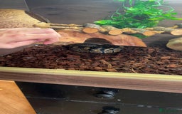 Python Snake reptiles for sale: royal ball python - Image 1