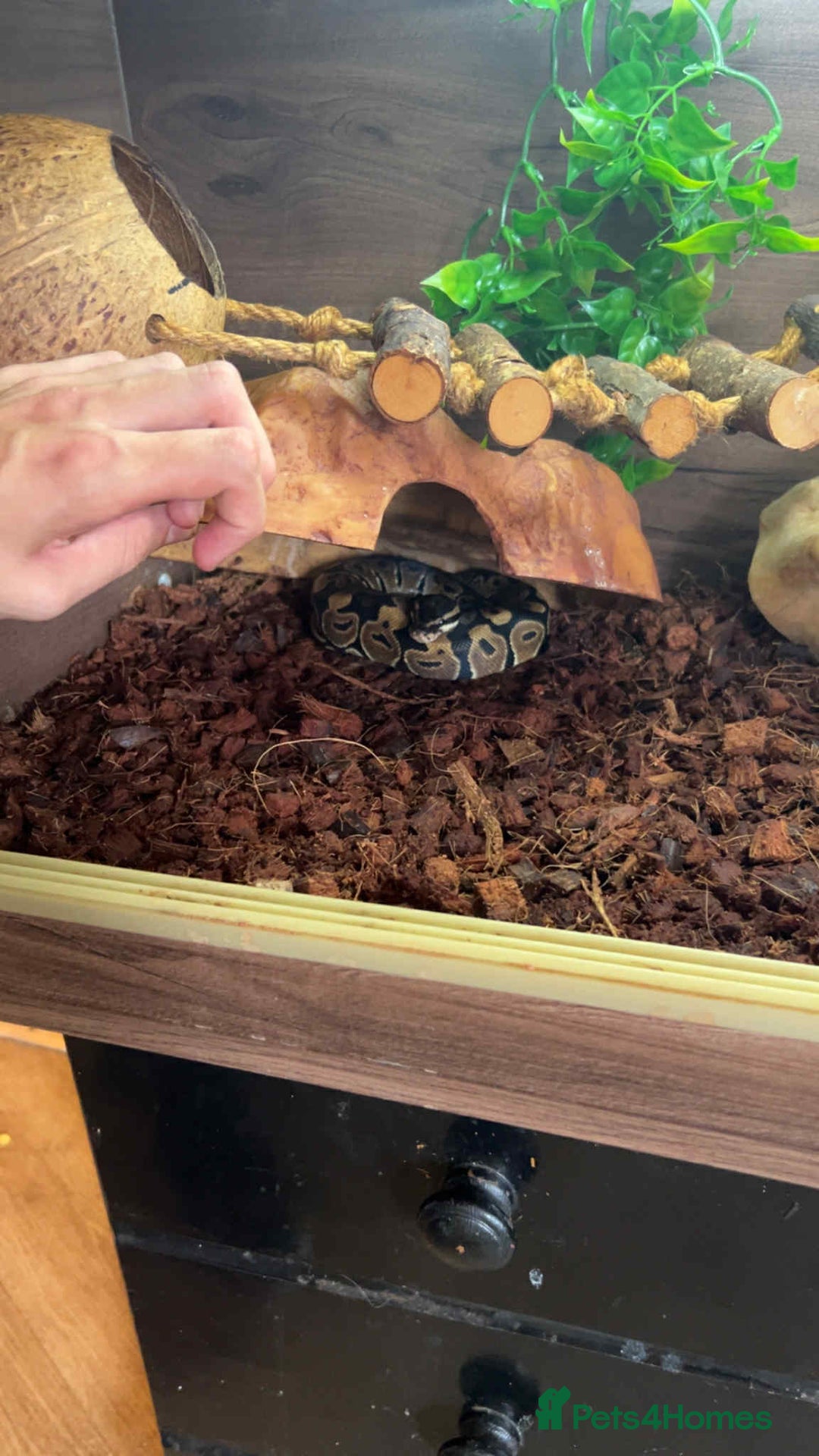 Python Snake reptiles for sale: royal ball python - Image 1