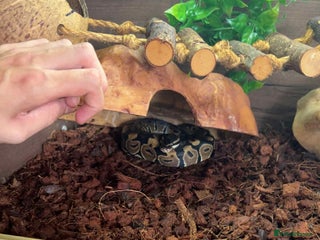 Python Snake reptiles - Advert 30