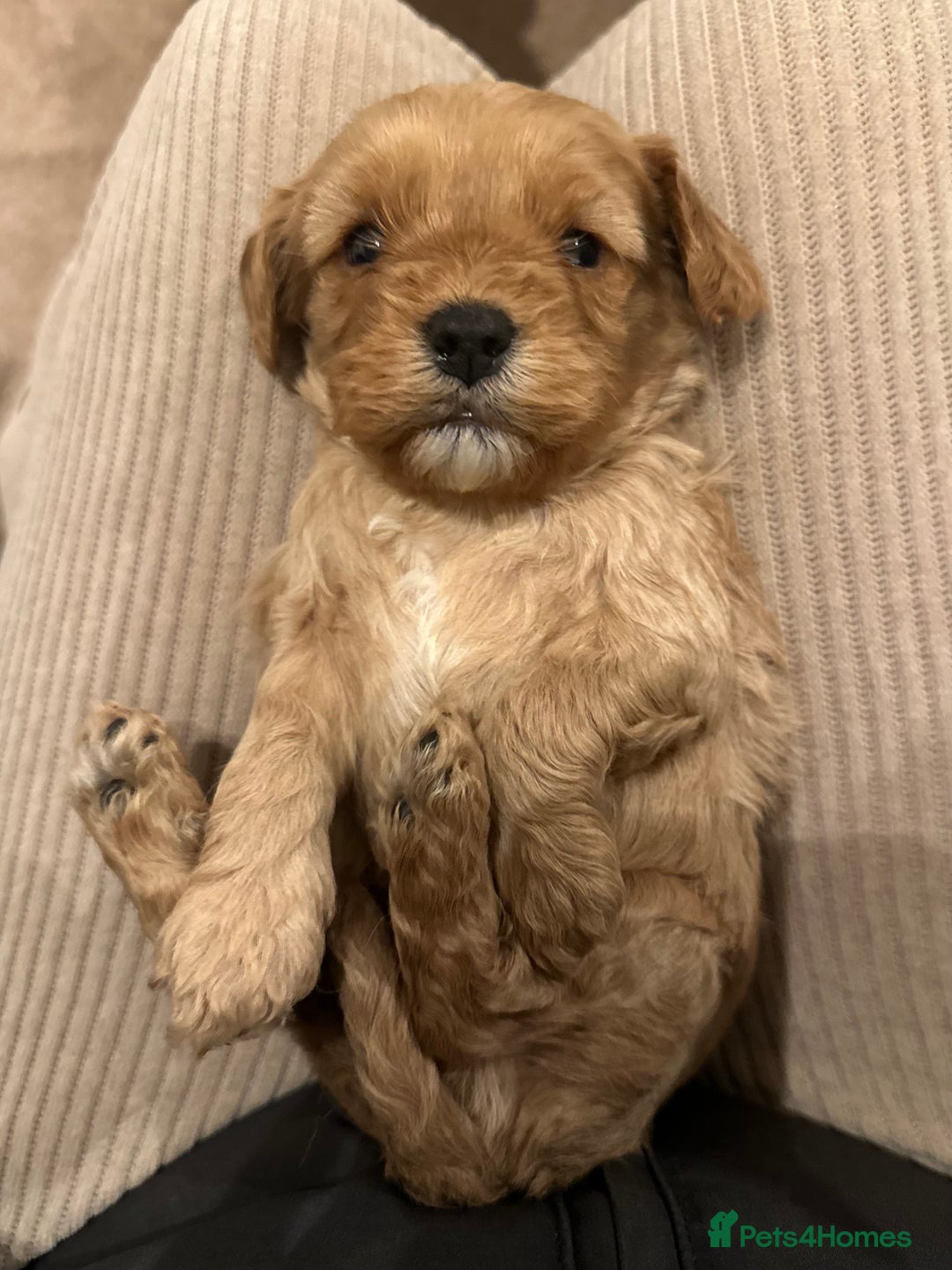 Cavapoo dogs for sale: 🐶 Beautiful Red Cavapoo Puppies – Ready November  - Image 36