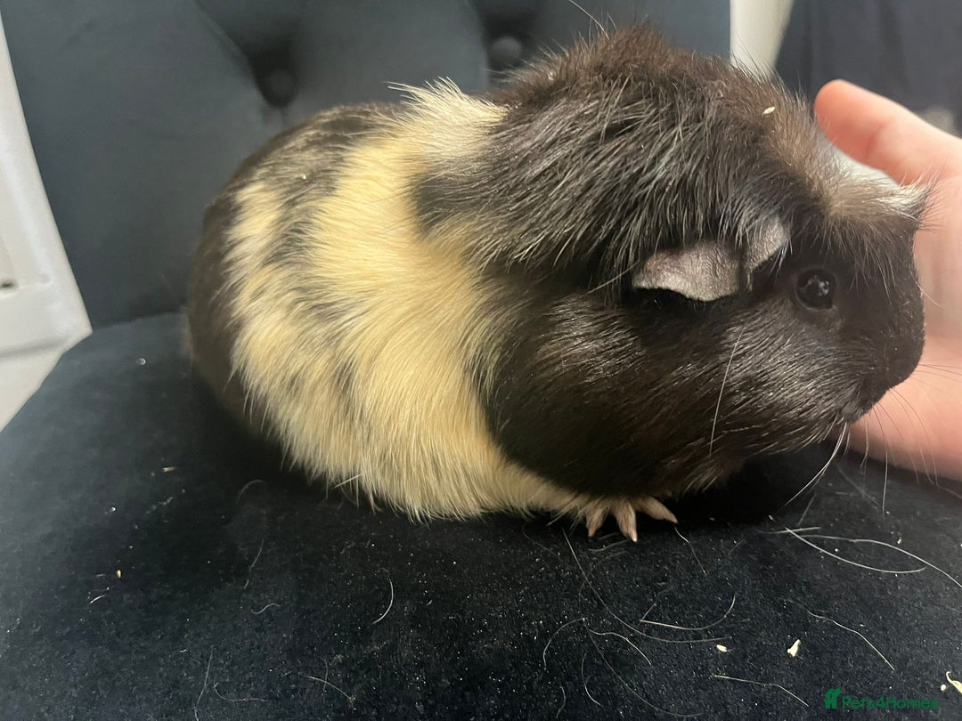 Guinea Pig rodents for sale: Free 4 male guinea pigs - Advert 7