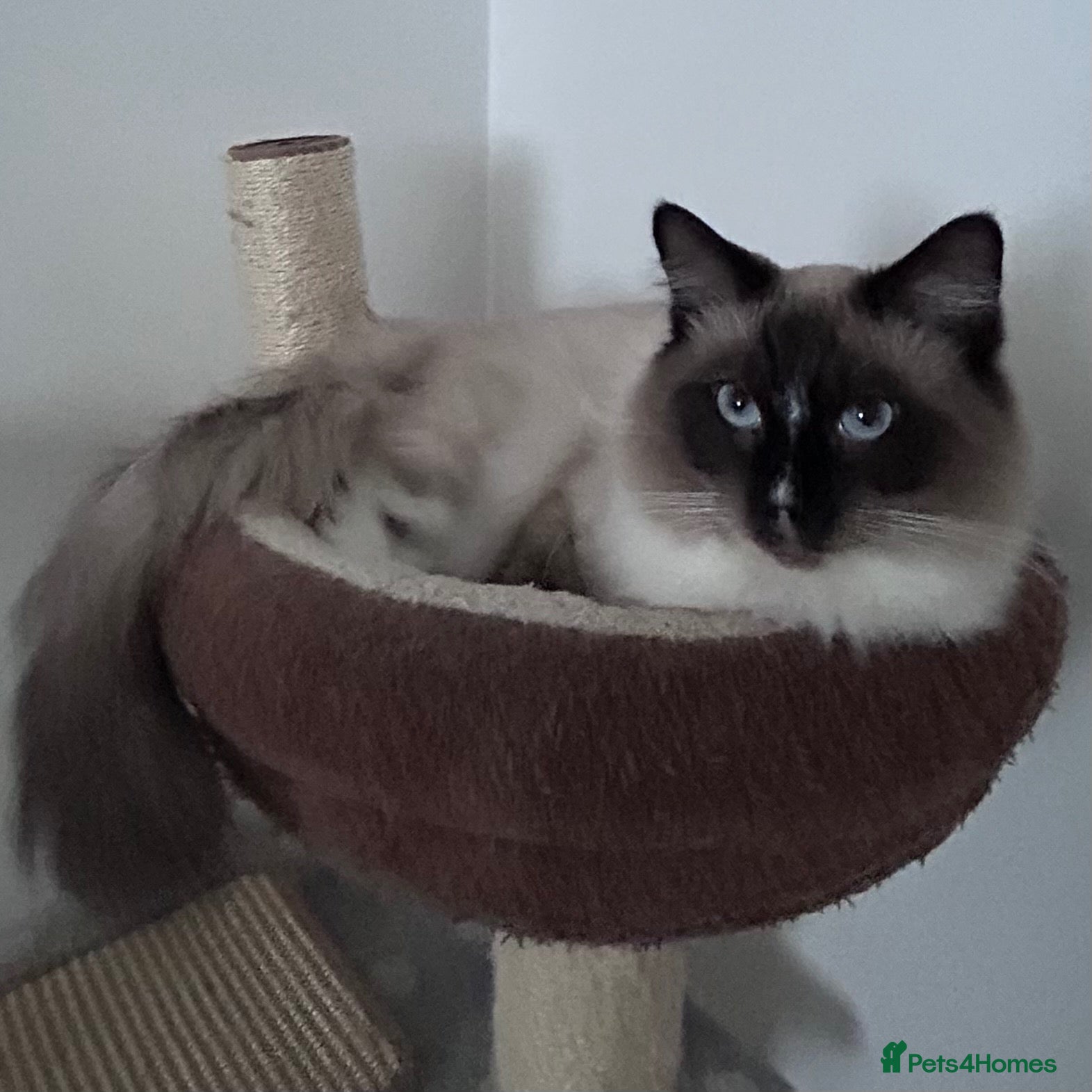 Ragdoll cats for sale: most beautiful ragdoll cat Male💙 - Advert 3