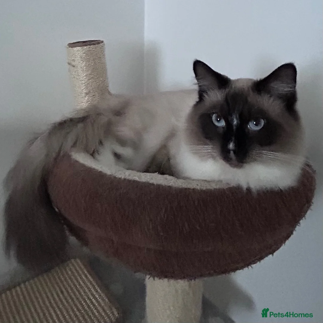 Ragdoll cats for sale: most beautiful ragdoll cat Male💙 - Advert 1