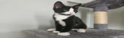 Mixed Breed cats for sale: 5 playful kittens for sale - Advert 3