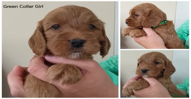Cockapoo dogs - Advert 3