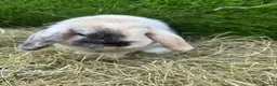 Mini Lop rabbits for sale: Harli mini lop male - Advert 8