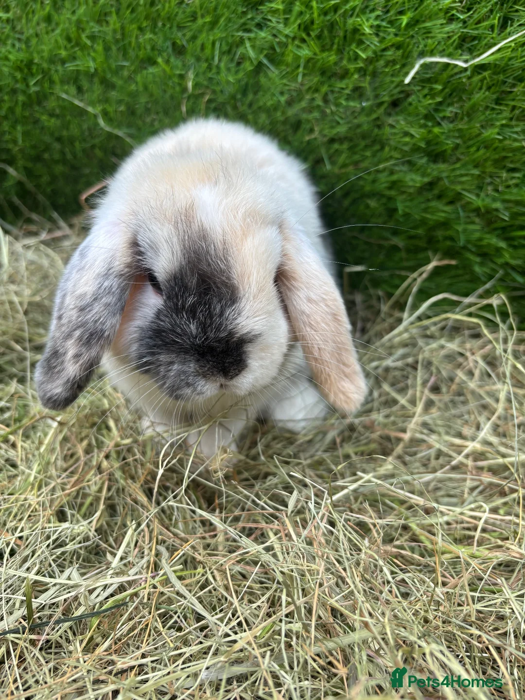 Mini Lop rabbits for sale: Harli mini lop male - Advert 8