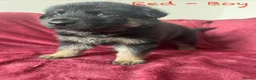 German Shepherd dogs for sale: Stunning Family Raised German Shepherd Puppies - Advert 27