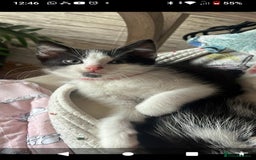 Mixed Breed cats for sale: 6 beautiful kittens - Image 1