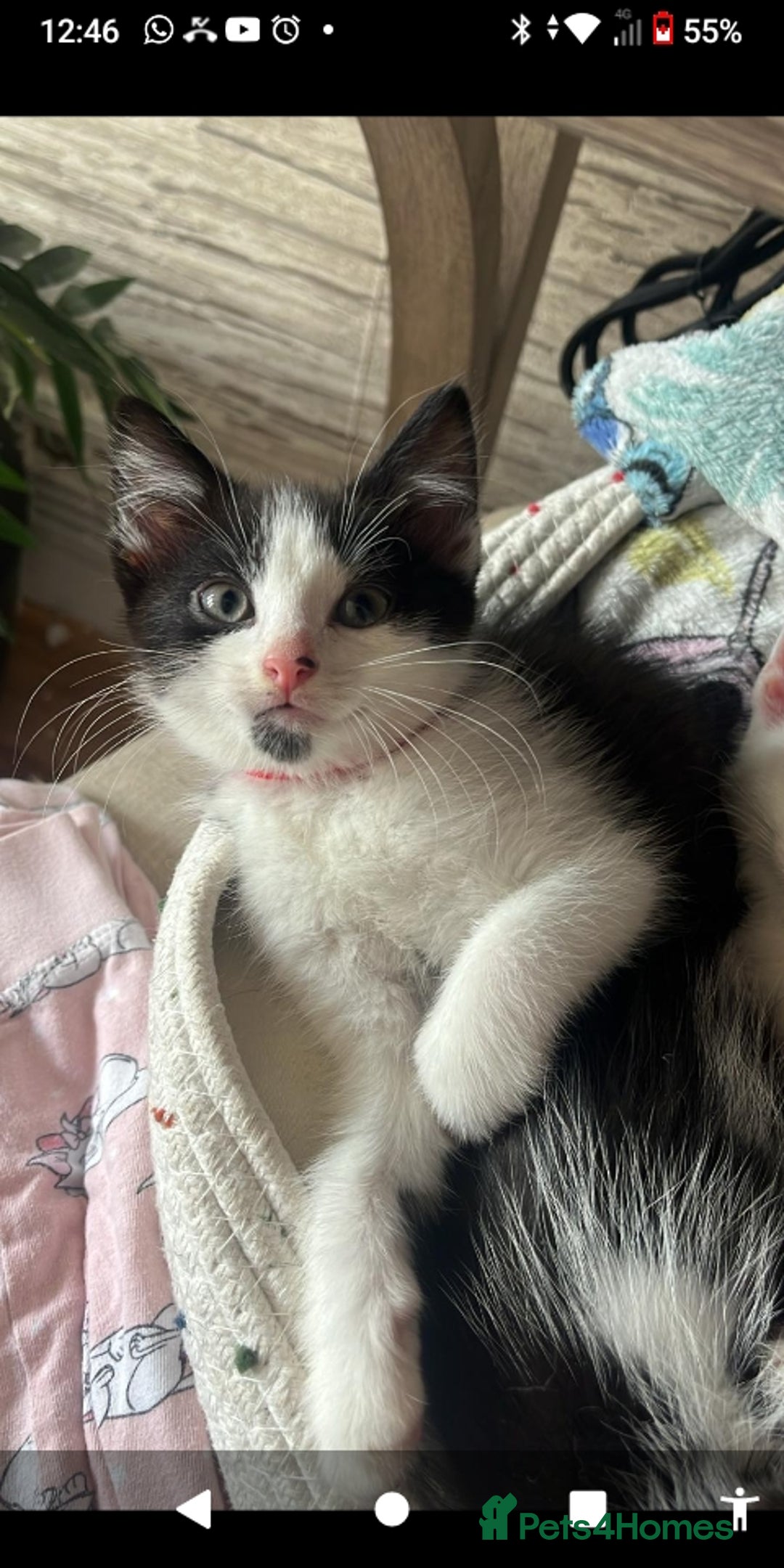 Mixed Breed cats for sale: 6 beautiful kittens - Image 1