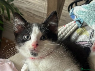 Mixed Breed cats - Advert 27