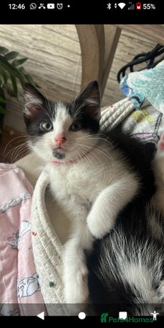 Mixed Breed cats - Advert 24