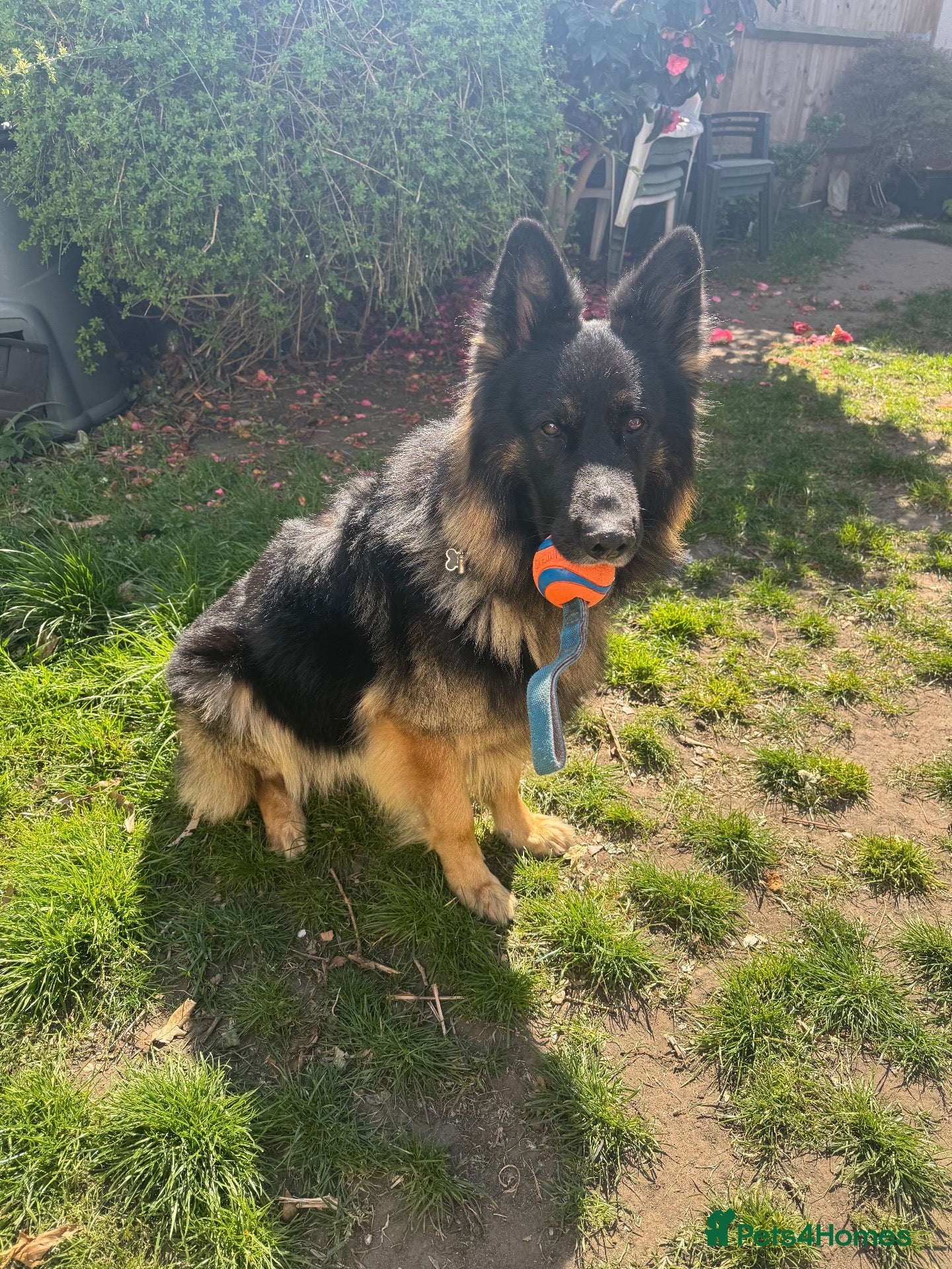 German Shepherd dogs Family German Shepherd Stud London - Advert 1