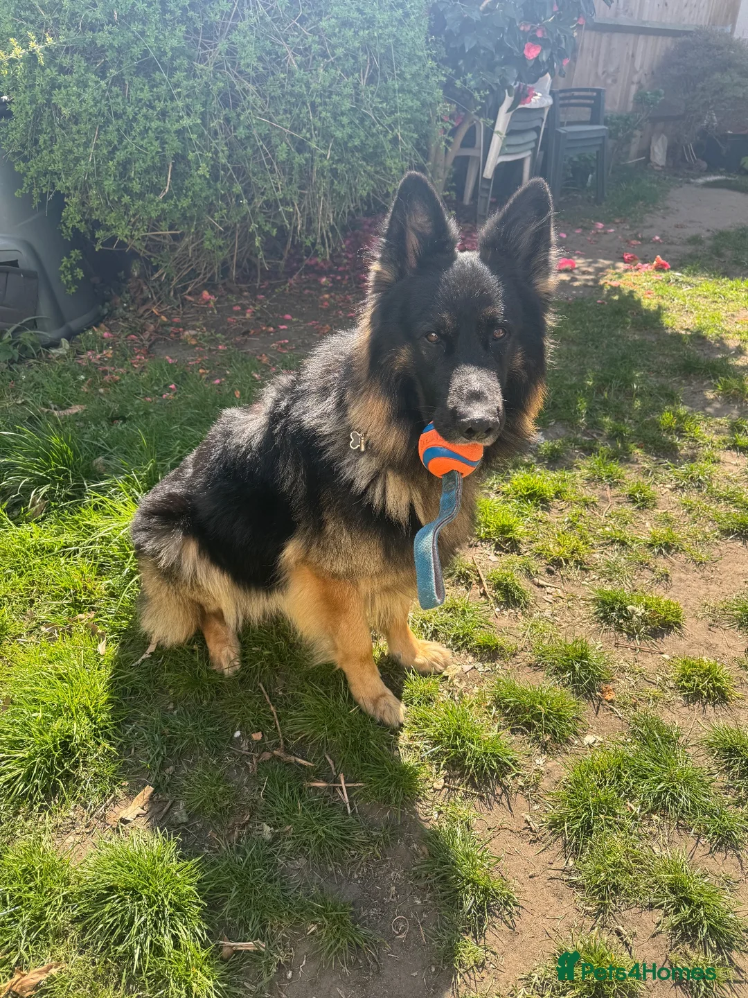 German Shepherd dogs for stud: Family German Shepherd Stud London - Advert 1