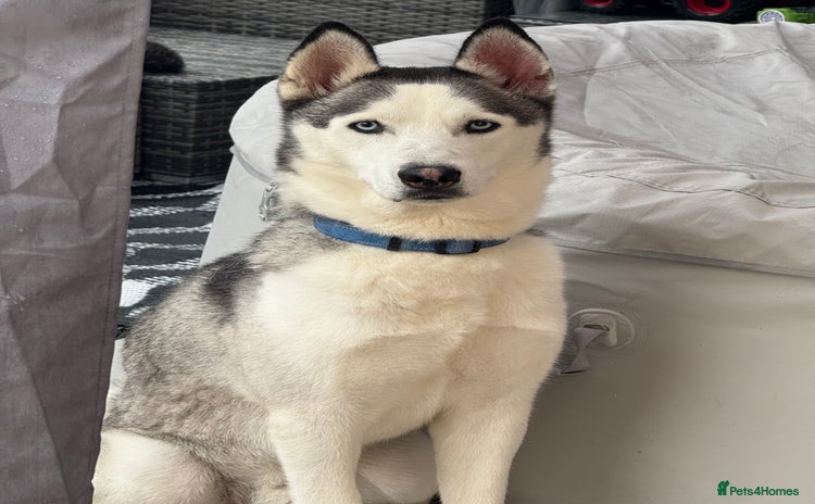 Huskita dogs - Advert 2