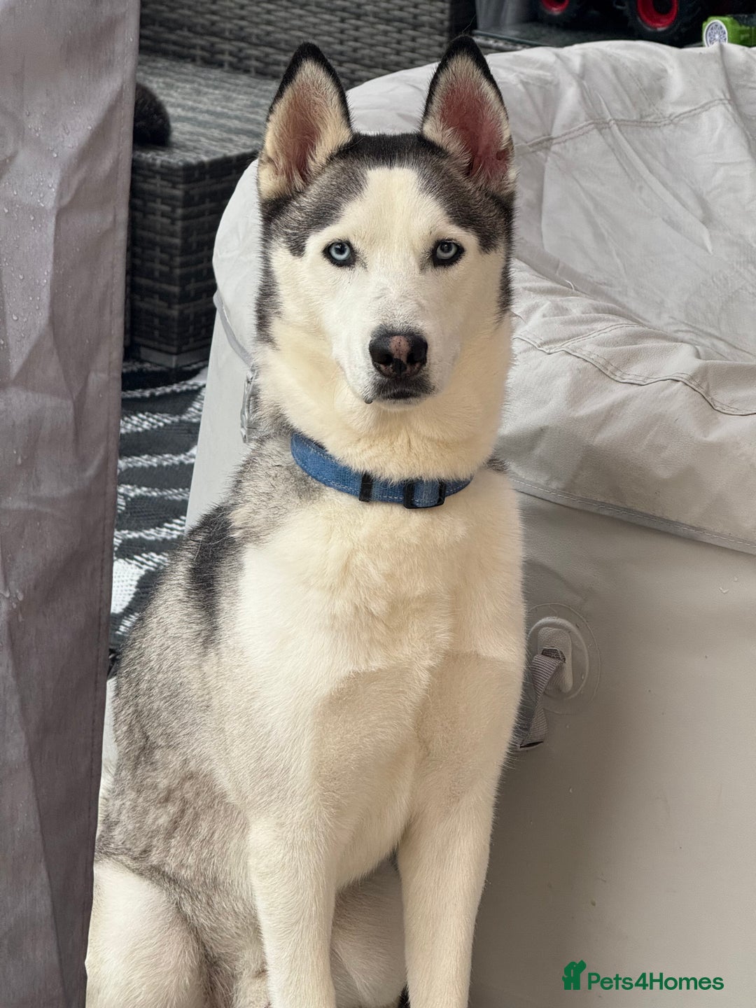 Huskita dogs for sale: **REHOMING TOGETHER** - Image 1