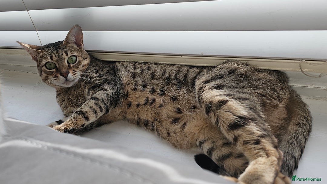 Savannah cats for sale: Beautiful Savannah F4 registered  - Image 4