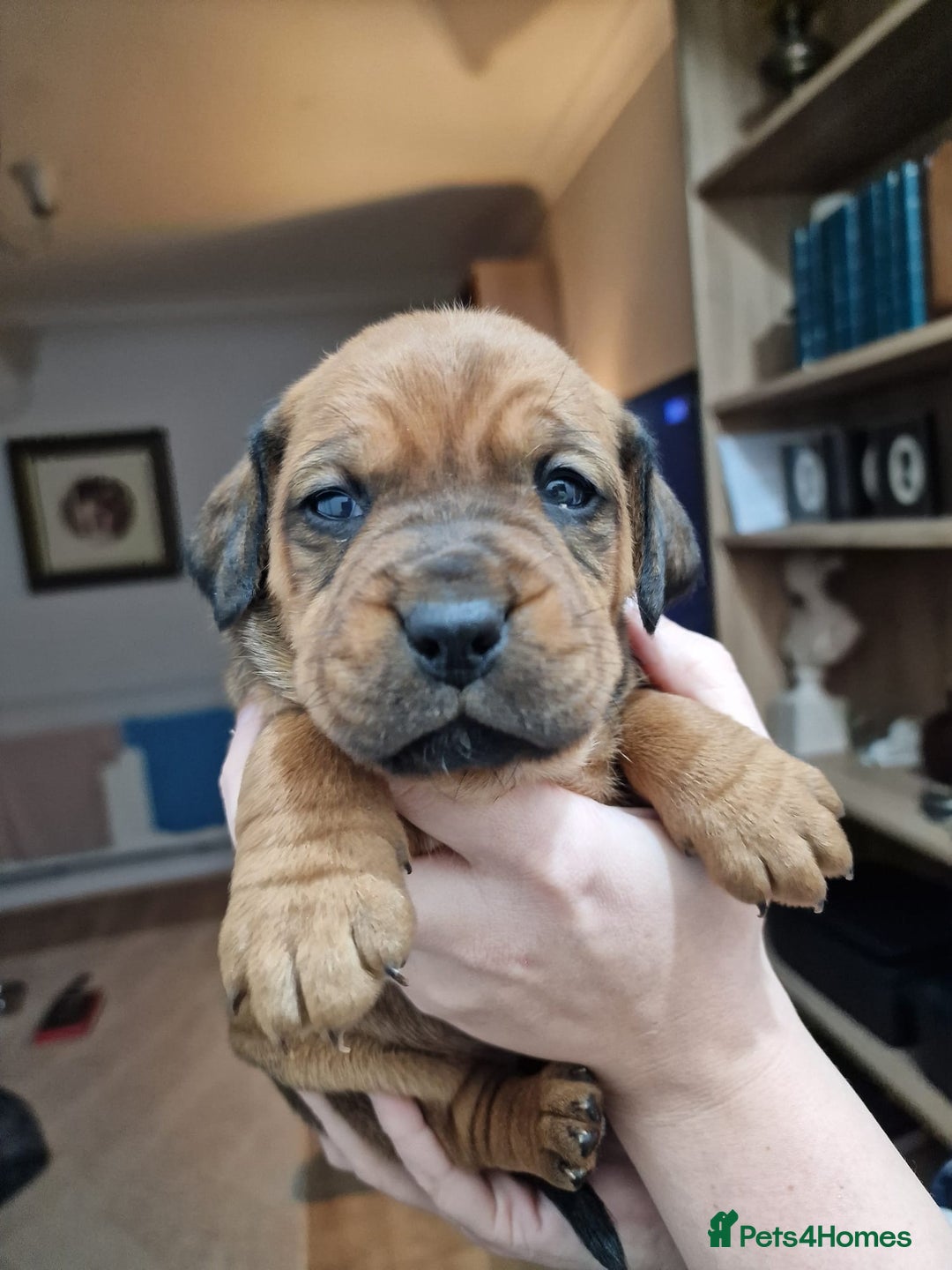 Mixed Breed dogs for sale: Bullmastiff × Sprocker Spaniel Puppies 9 Pups - Advert 17