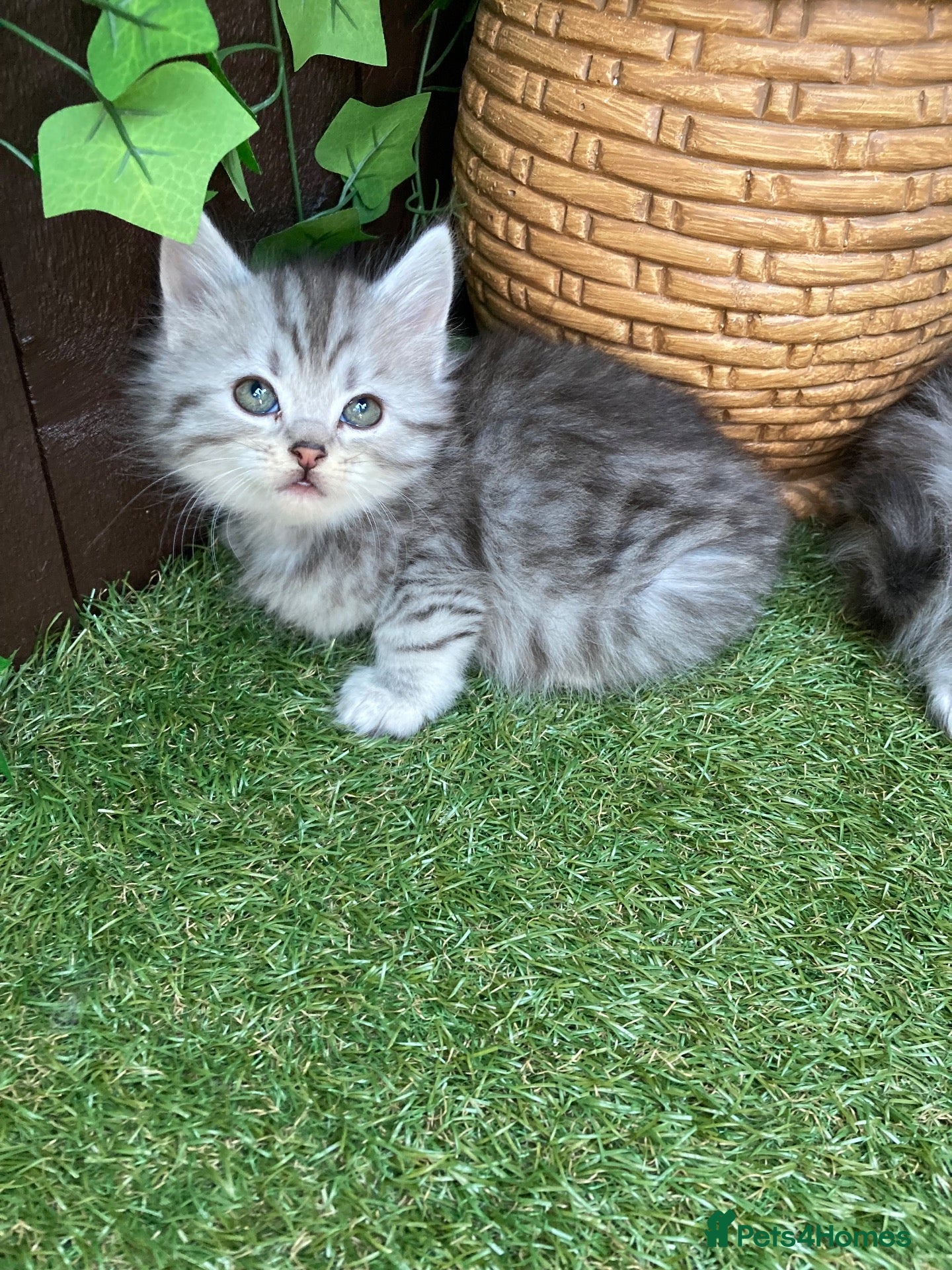 Maine Coon cats MAINE COON X SIBERIAN FOREST CAT  - Advert 14