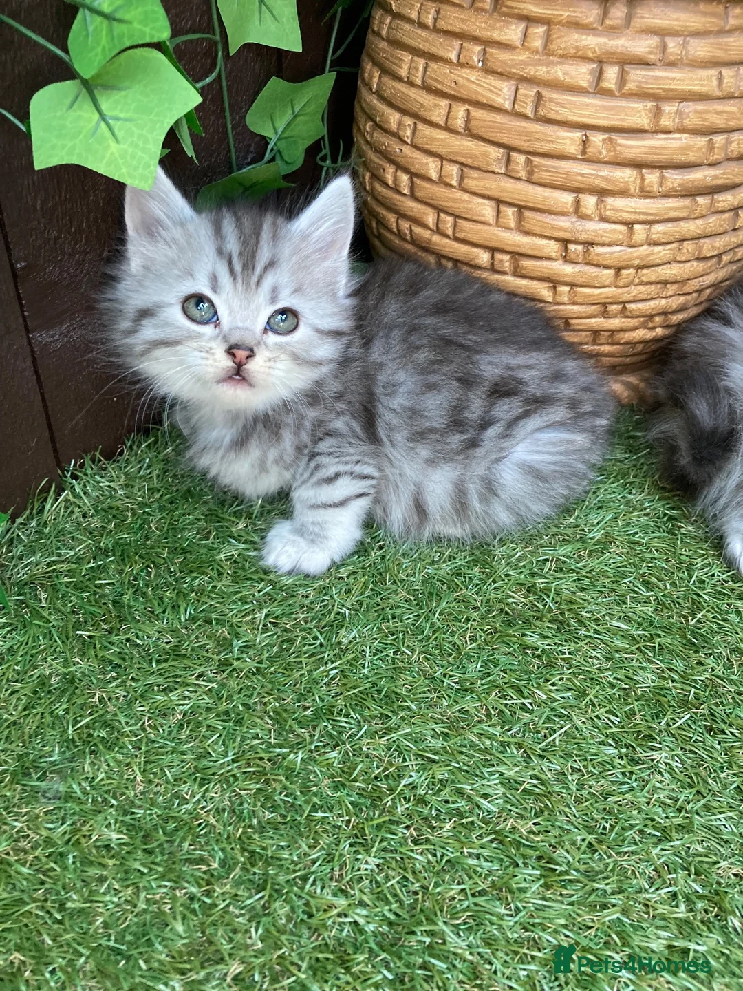 Maine Coon cats for sale: MAINE COON X SIBERIAN FOREST CAT  - Advert 1