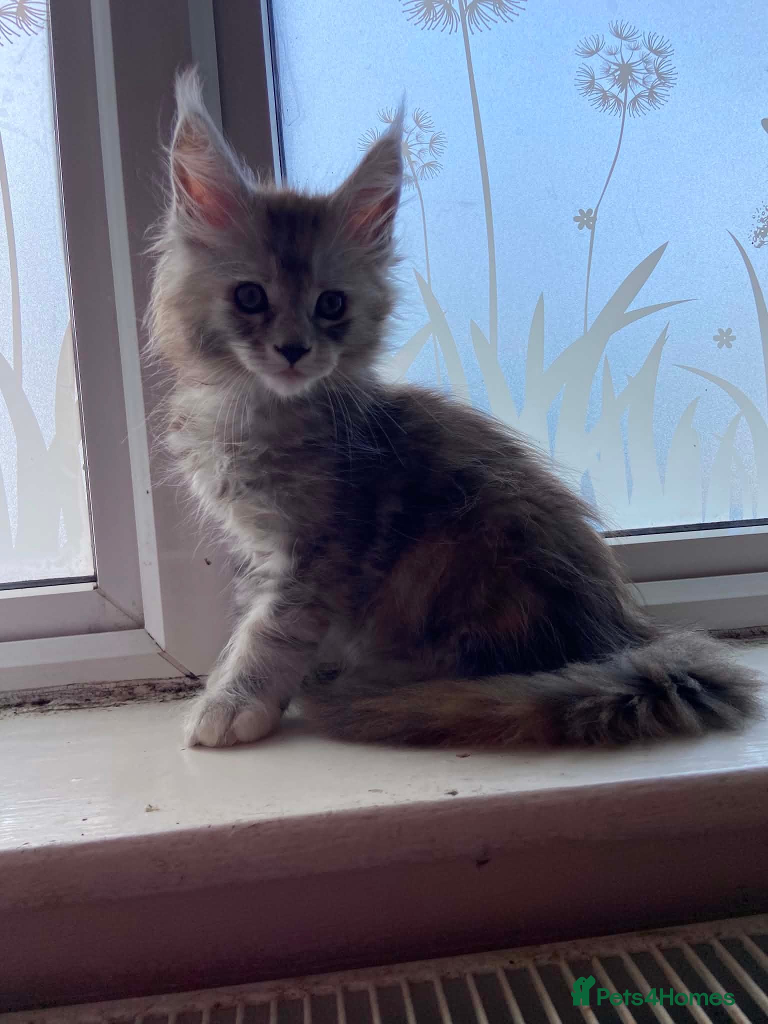 Maine Coon cats 1last Tica Registered girl left for Sale - Advert 1