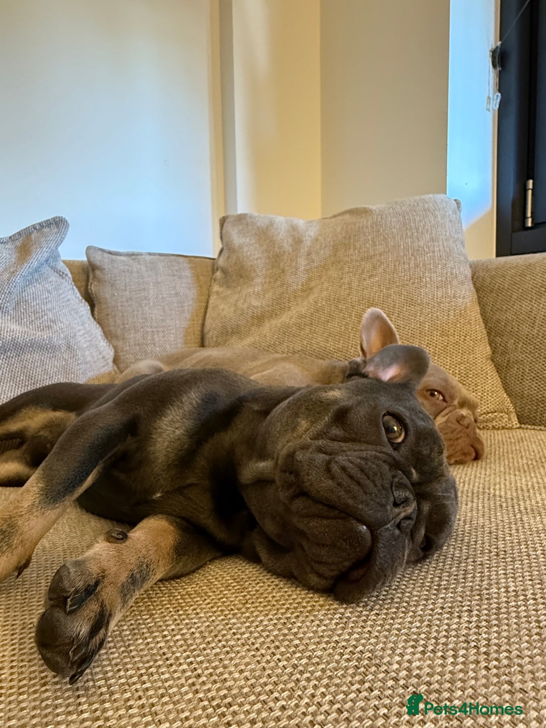 French Bulldog dogs for stud: PABLO 🐶 for stud - Black Compact Frenchie - Advert 4