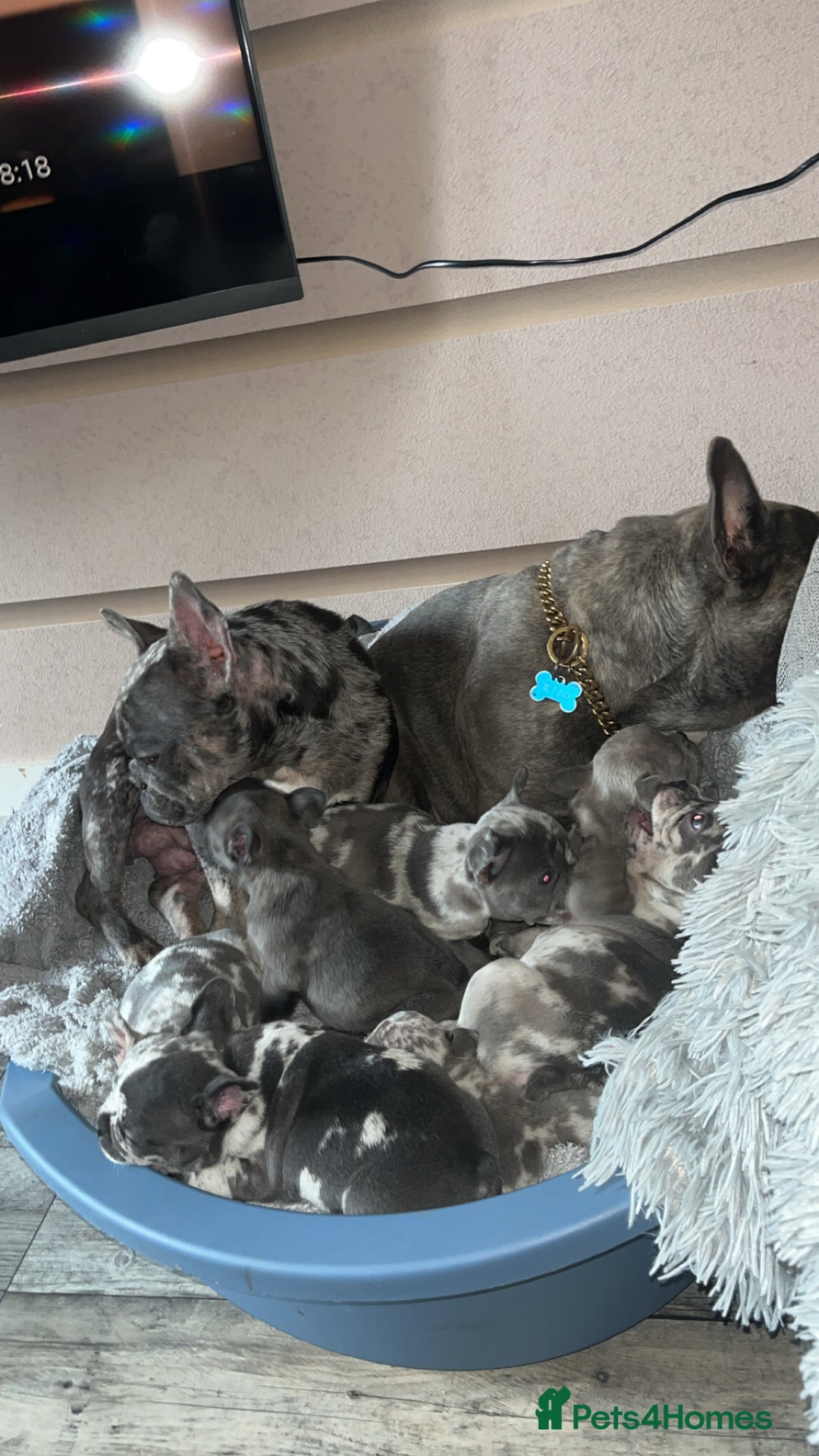 French Bulldog dogs for sale: Tri-colour Blue Merle Frenchie pups - Image 7