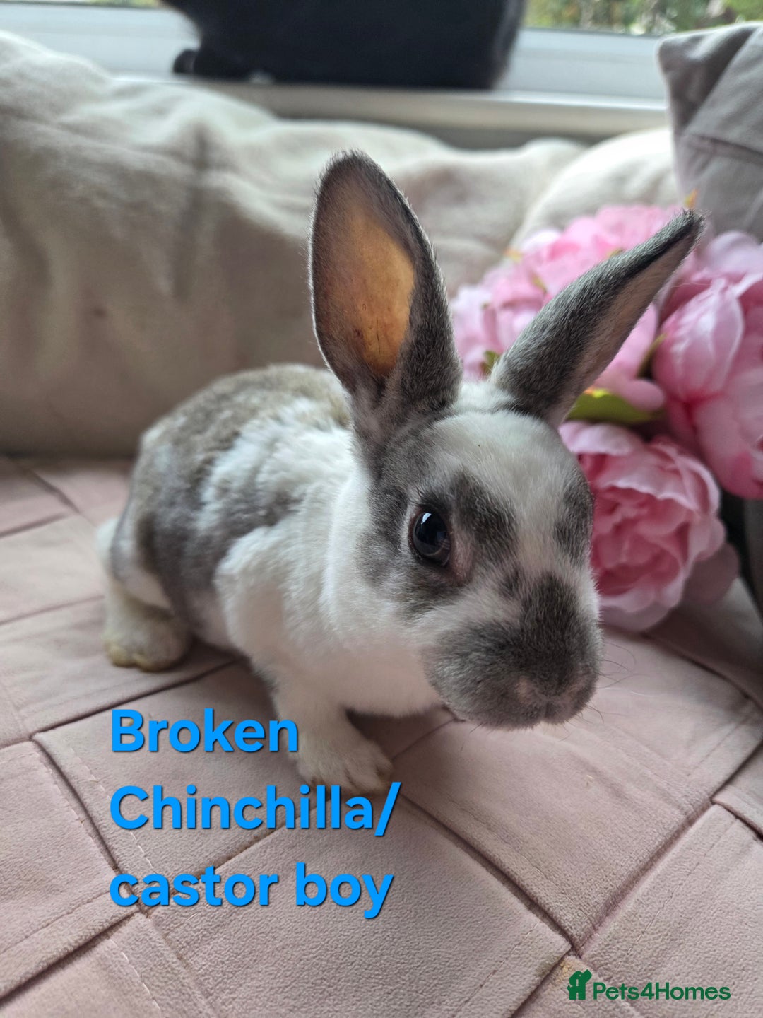 Rex rabbits for sale: 🐰 Beautiful mini rex babies 🐰 - Advert 14