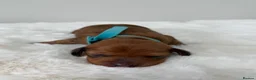 Dachshund dogs for sale: dachshund puppies For sale *1 BOY LEFT purplecol*  - Advert 35
