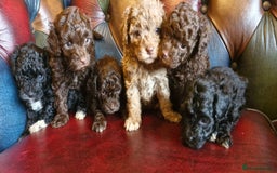Cavapoo dogs for sale: Gorgeous f1bb Multicolour Cavapoo pups - Image 10