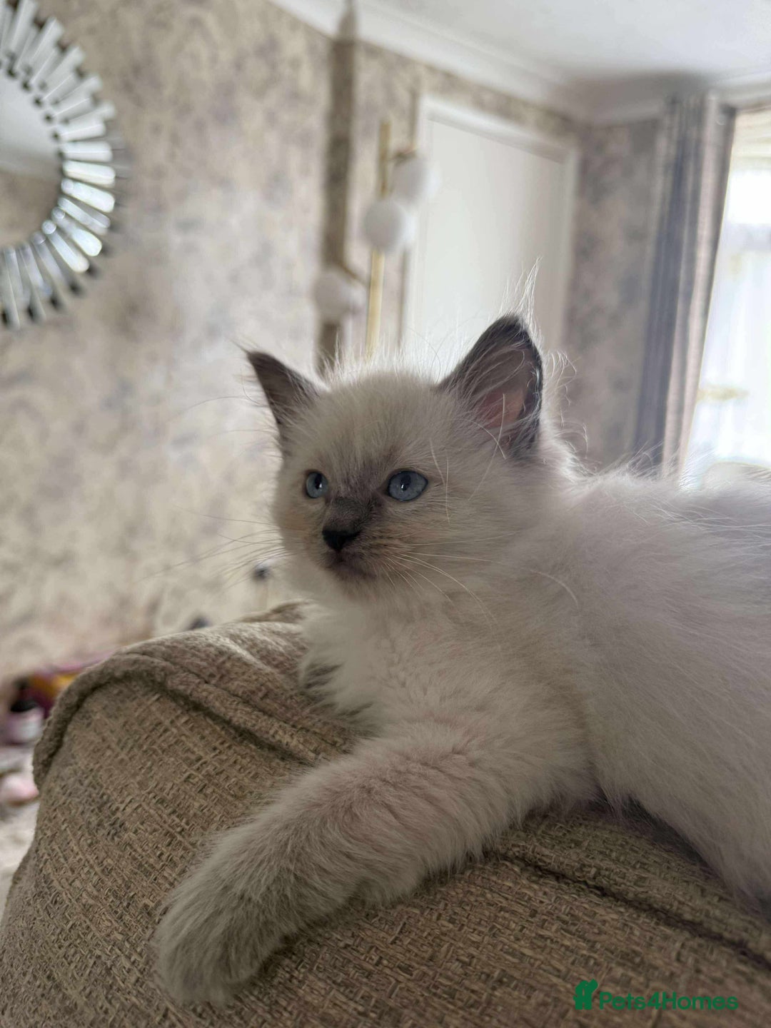 Ragdoll cats for sale: Ragdoll kittens  - Image 5