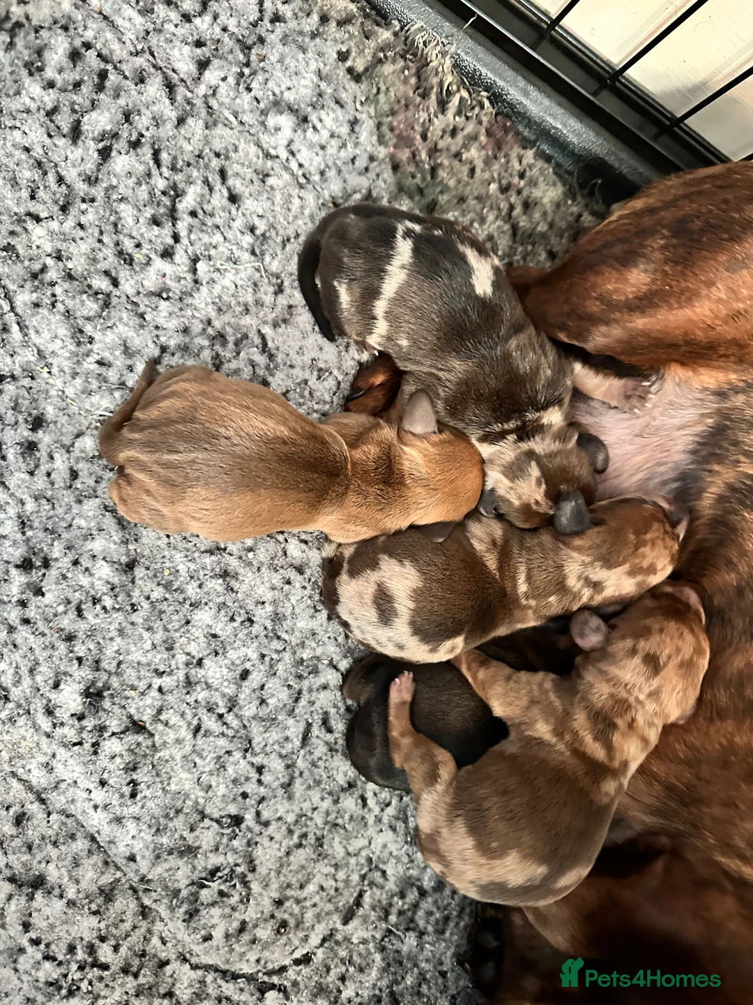 Miniature Dachshund dogs for sale: KC champion bloodline PRA clear minature dachshund - Advert 1