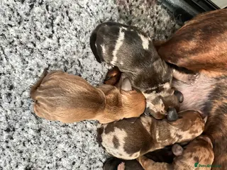 Miniature Dachshund dogs KC champion bloodline PRA clear minature dachshund - Advert 17