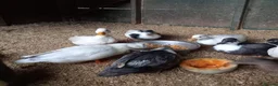 Waterfowl poultry for sale: Hatching eggs for sale - Advert 7