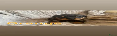 Orange collar
