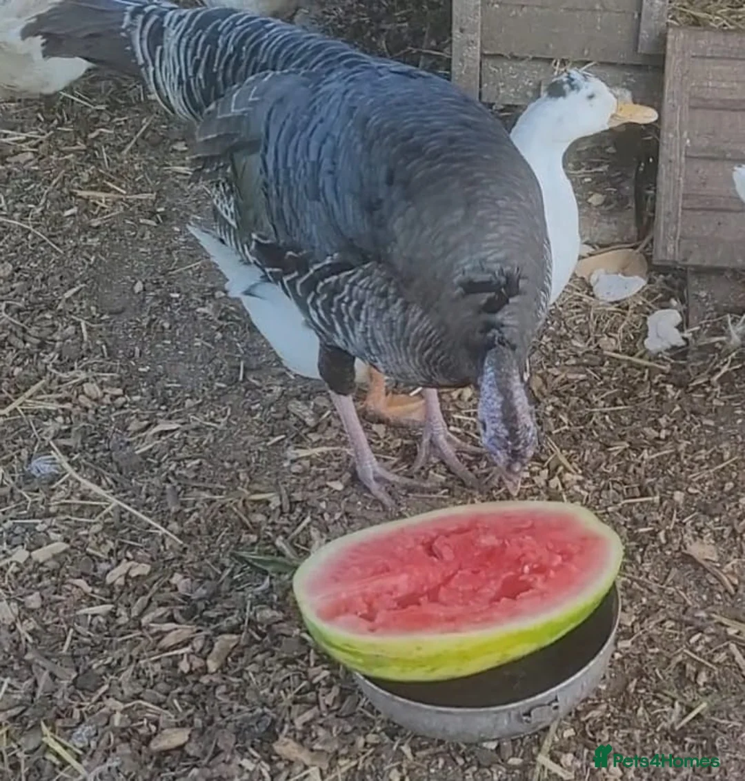 Turkeys poultry for sale: Bronze turkey hen for sale  - Advert 2