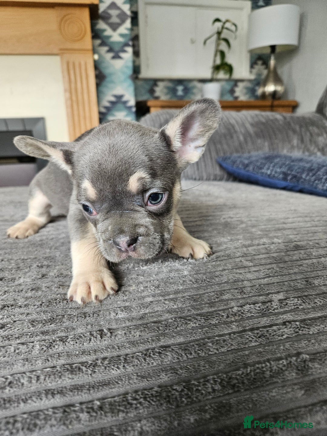 French Bulldog dogs for sale: Gorgeous frenchie pups  - Image 38