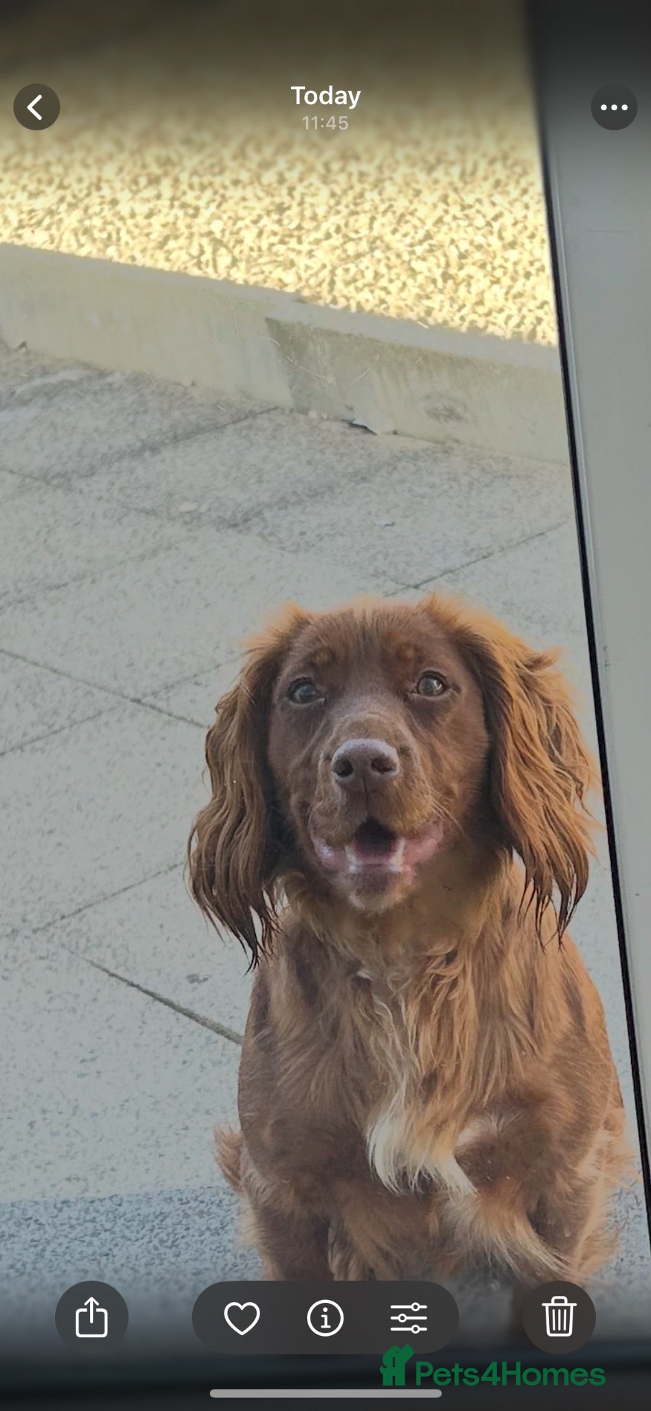 Cocker Spaniel dogs Lucky  - Advert 1