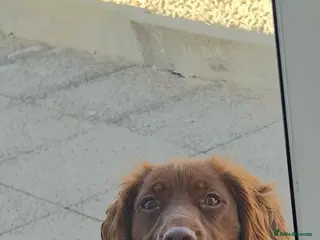 Cocker Spaniel dogs Lucky - Advert 1