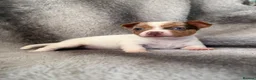 Jack Russell dogs for sale: Beautiful jackrussell pups - Advert 4