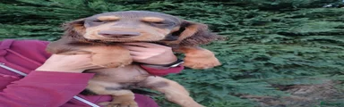 Cocker Spaniel 3