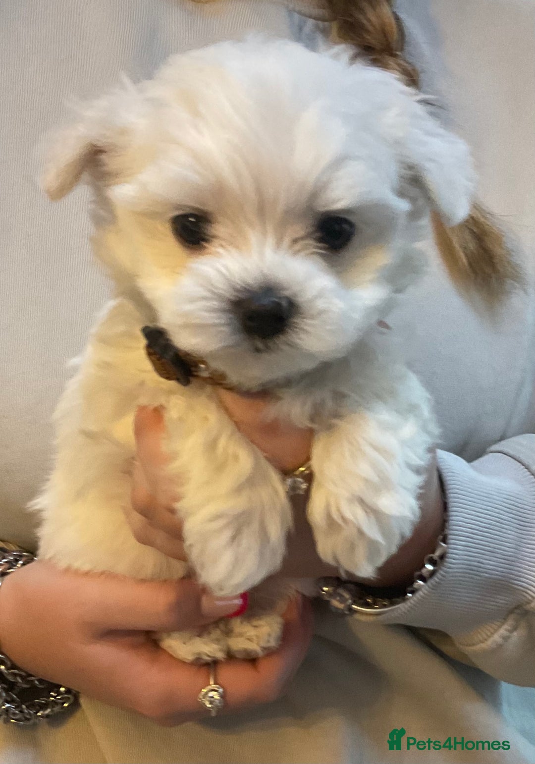 Maltese dogs for sale: Maltese puppies Kc registered  - Advert 13
