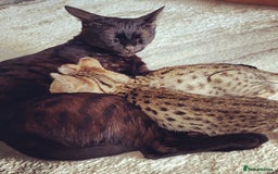 Savannah cats for sale: Stunning F3 Savannahs - Image 25