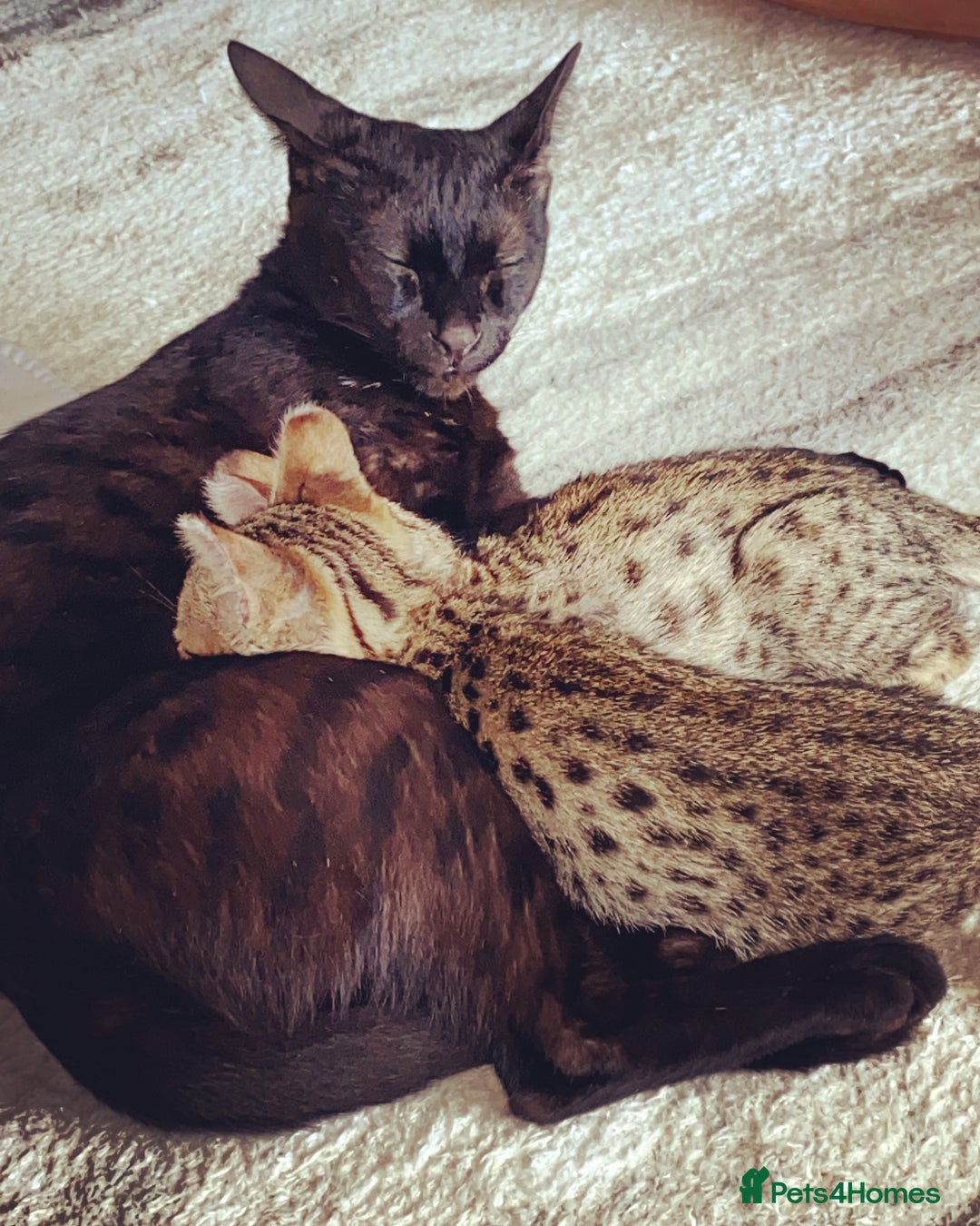 Savannah cats for sale: Stunning F3 Savannahs - Image 25