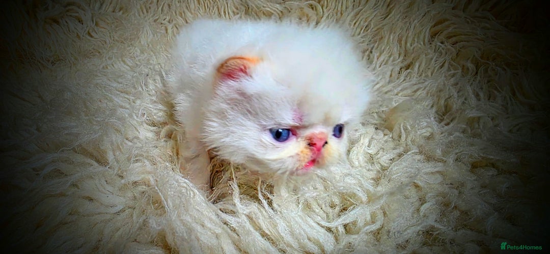 Persian cats for sale: Beautiful and Rare Purebred Persian Kittens - Image 9