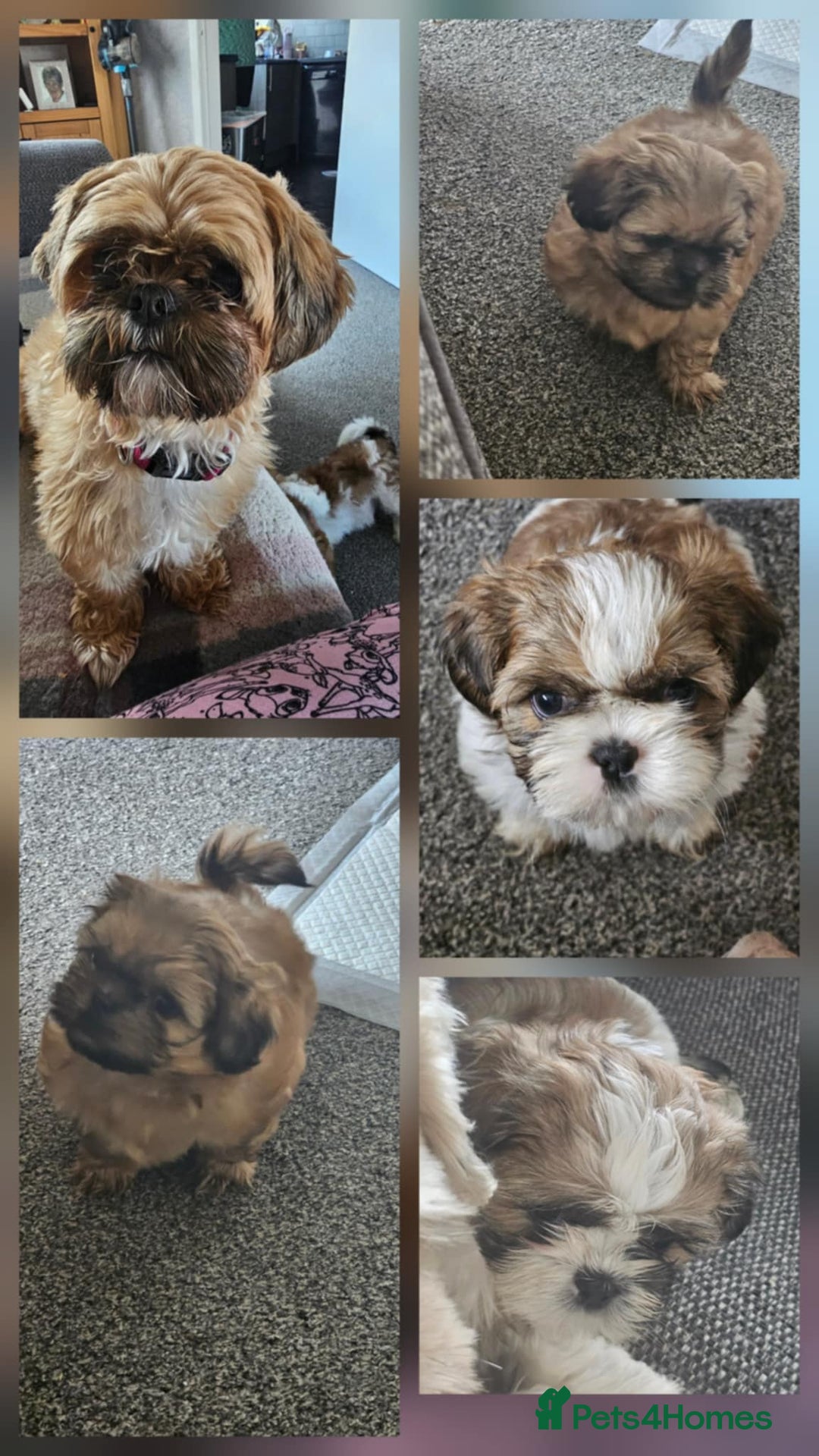 Shih Tzu dogs for sale: Shih tzu puppies  - Image 1