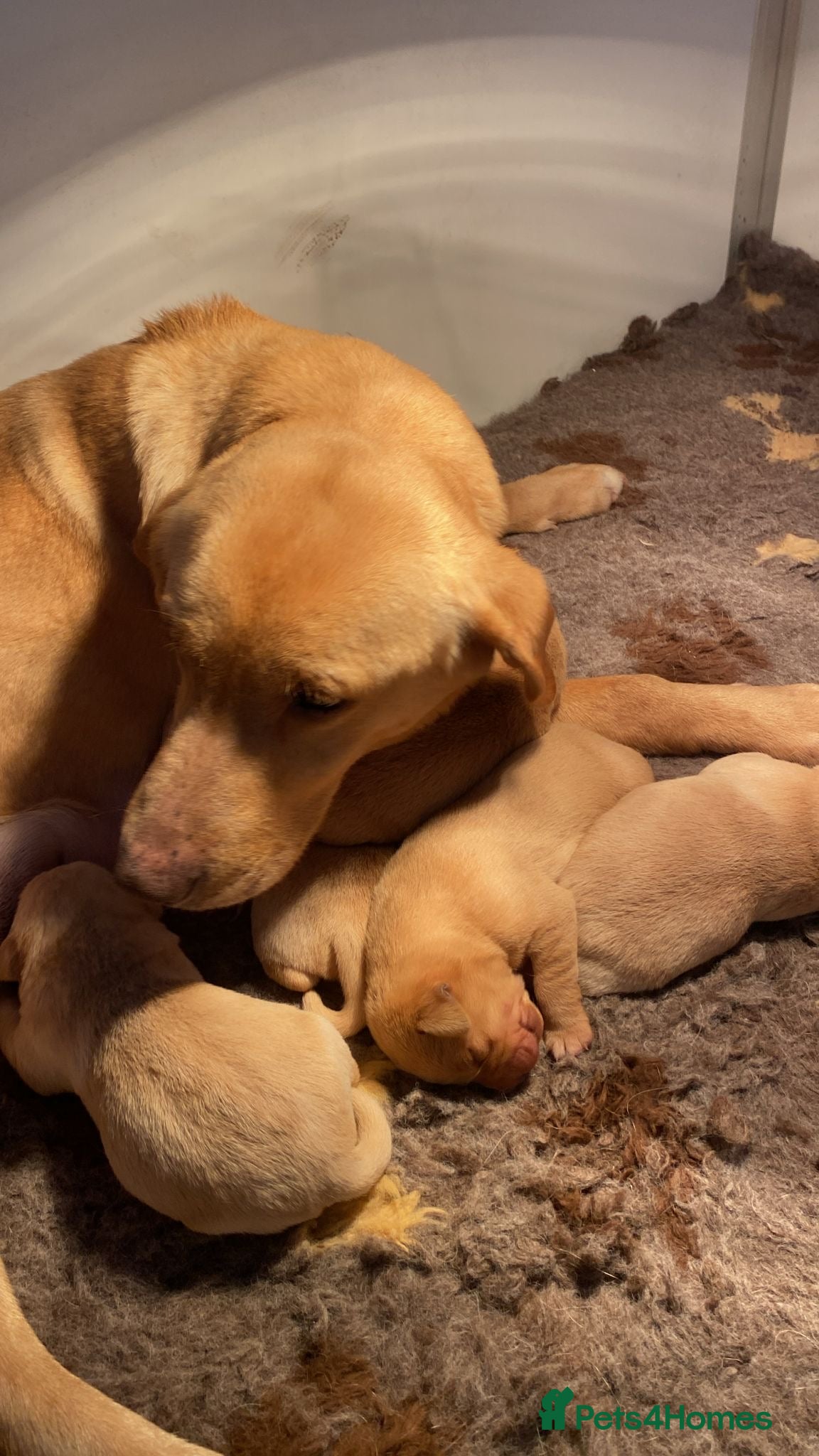 Labrador Retriever dogs Yellow Labrador puppies - Advert 7