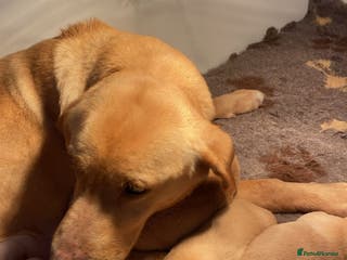 Labrador Retriever dogs Yellow Labrador puppies - Advert 7